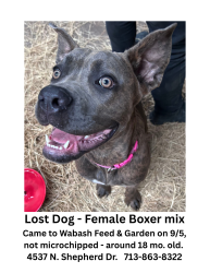 Found/Stray Female Dog last seen Wabash Feed & Garden, Houston, TX 77018
