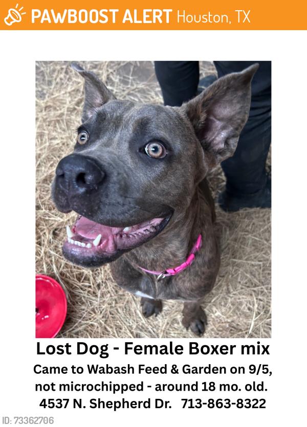 Found/Stray Female Dog last seen Wabash Feed & Garden, Houston, TX 77018