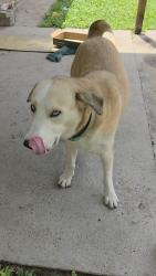Found/Stray Female Dog last seen Veterans Memorial, Houston, TX 77038