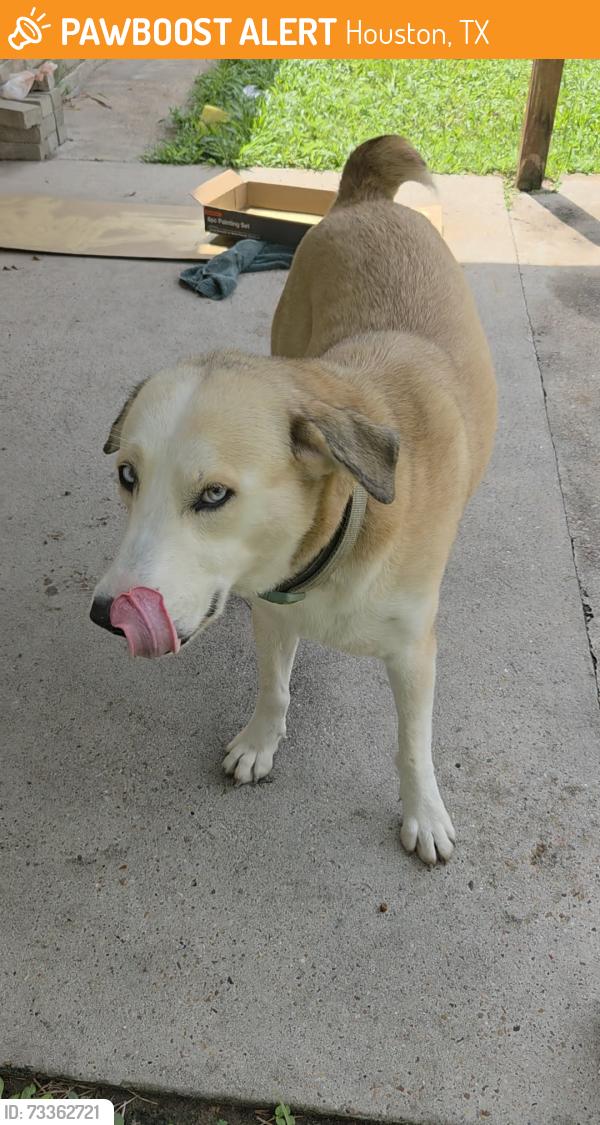 Found/Stray Female Dog last seen Veterans Memorial, Houston, TX 77038