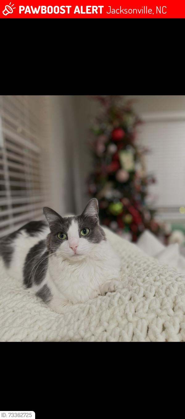 Lost Female Cat last seen Northwoods Drive, Jacksonville, NC 28540