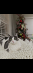 Lost Female Cat last seen Northwoods Drive, Jacksonville, NC 28540