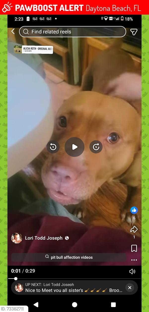 Lost Female Dog last seen Grand Prix motel Daytona beach, Daytona Beach, FL 32118