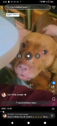 Lost Female Dog last seen Grand Prix motel Daytona beach, Daytona Beach, FL 32118