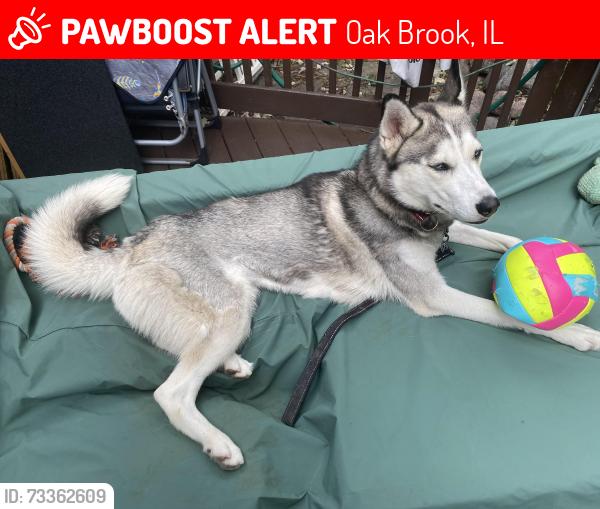 Lost Female Dog last seen Near Red Stable Way. Oak Brook, Oak Brook, IL 60523