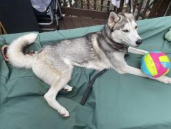 Lost Female Dog last seen Near Red Stable Way. Oak Brook, Oak Brook, IL 60523