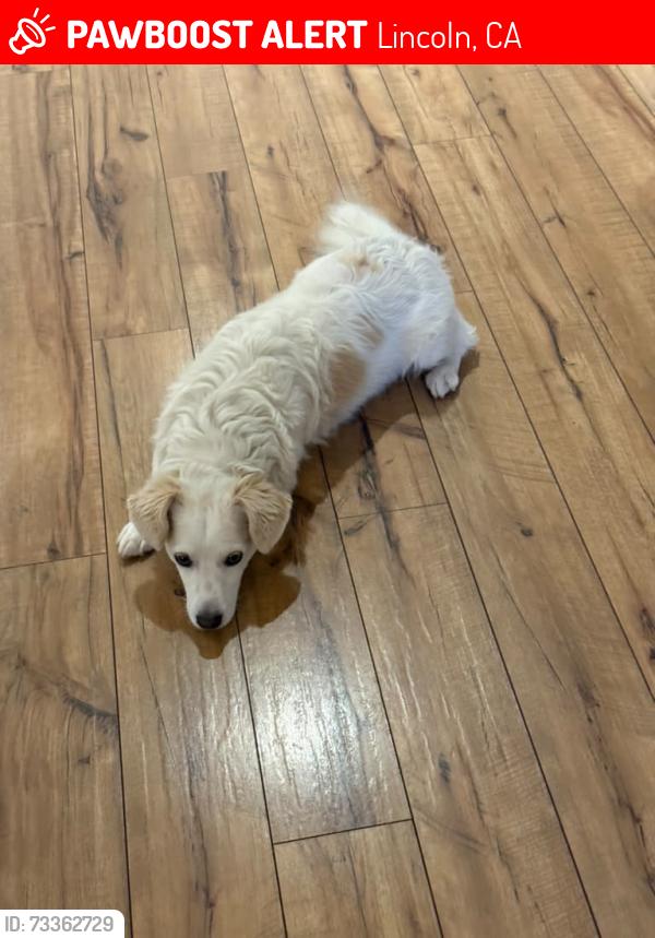 Lost Male Dog last seen Milan way, Lincoln, CA 95648