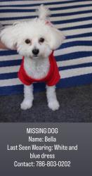 Lost Female Dog last seen Near street 7 th ave Hialeah fl 33014, Hialeah, FL 33014