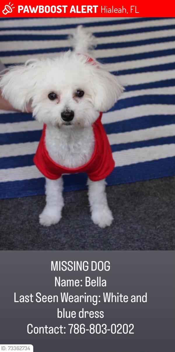 Lost Female Dog last seen Near street 7 th ave Hialeah fl 33014, Hialeah, FL 33014