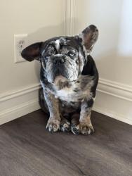 Lost Male Dog last seen NE 10th Street, Delray Beach, FL 33444