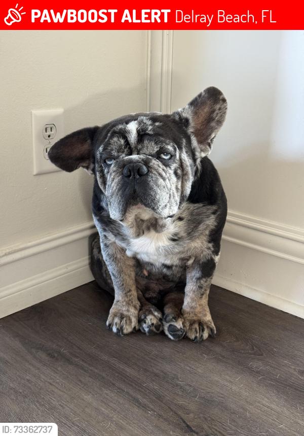 Lost Male Dog last seen NE 10th Street, Delray Beach, FL 33444