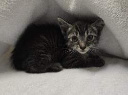 Shelter Stray Female Cat last seen Near Gannet Drive, Vista, CA, 92083, Oceanside, CA 92058, USA