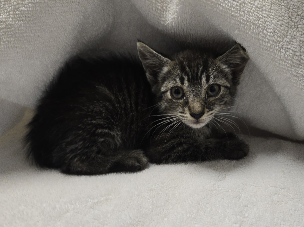 Shelter Stray Female Cat last seen Near Gannet Drive, Vista, CA, 92083, Oceanside, CA 92058, USA