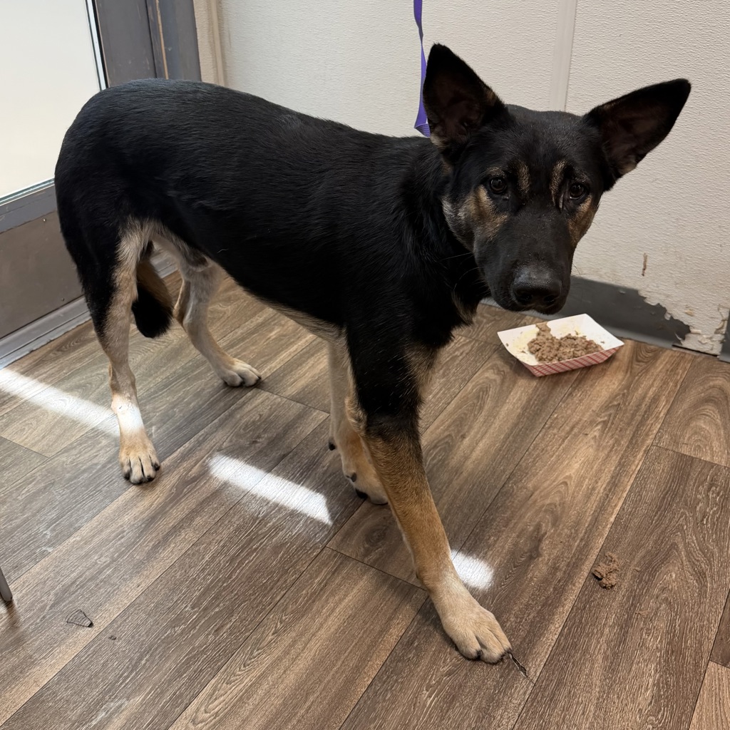 Shelter Stray Male Dog last seen Near Division Street, San Diego, CA, 92113, 5500 Gaines St, San Diego, CA 92110, USA