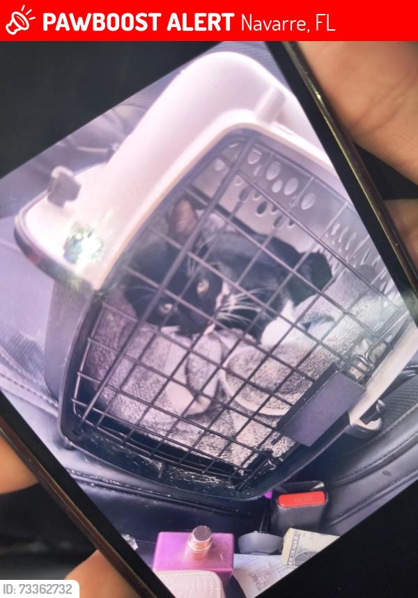 Lost Male Cat last seen Bclose to whataburger, Navarre, FL 32566