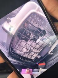 Lost Male Cat last seen Bclose to whataburger, Navarre, FL 32566