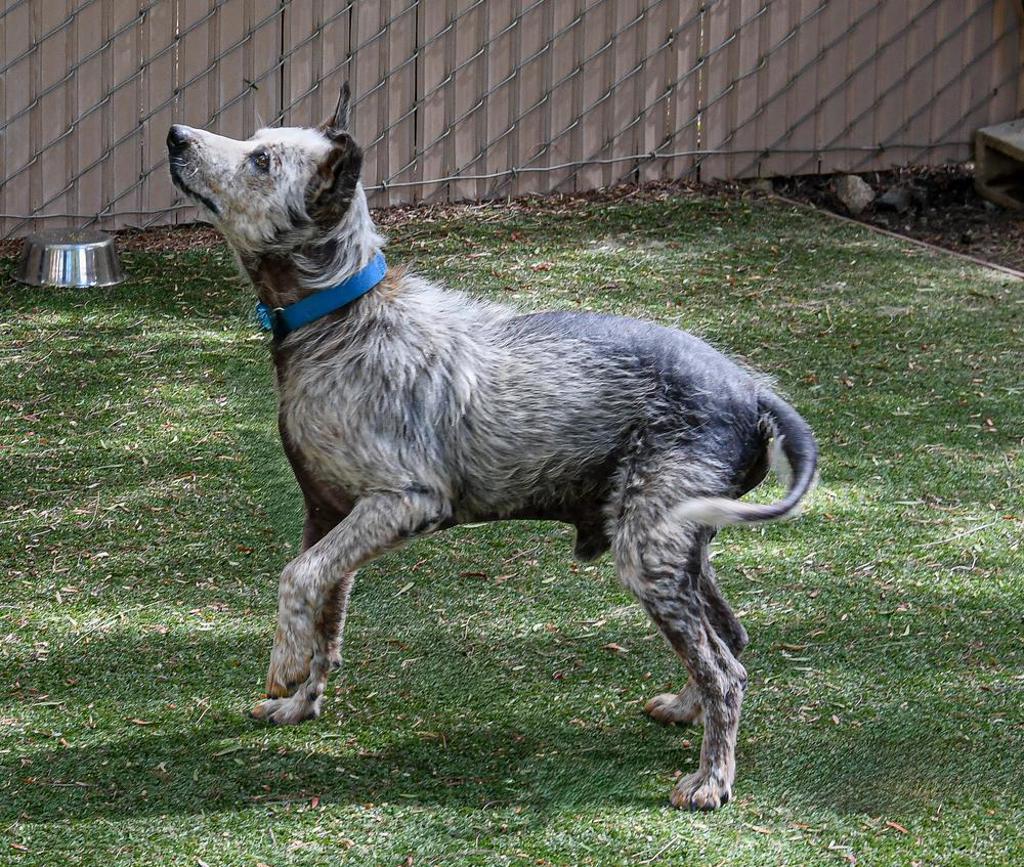 Shelter Stray Male Dog last seen Near Myrtlewood Court, Escondido, CA, 92027, Escondido, CA 92027, USA