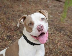 Shelter Stray Male Dog last seen Bernardo Center Drive, San Diego, CA, 92127, Escondido, CA 92027, USA