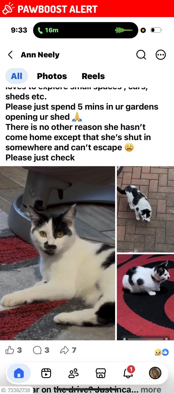 Lost Female Cat last seen Nn4, West Northamptonshire, England 