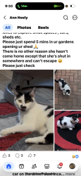 Lost Female Cat last seen Nn4, West Northamptonshire, England 