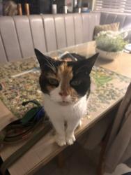 Lost Female Cat last seen Near Julian close, Suffolk, England CB9 0NN