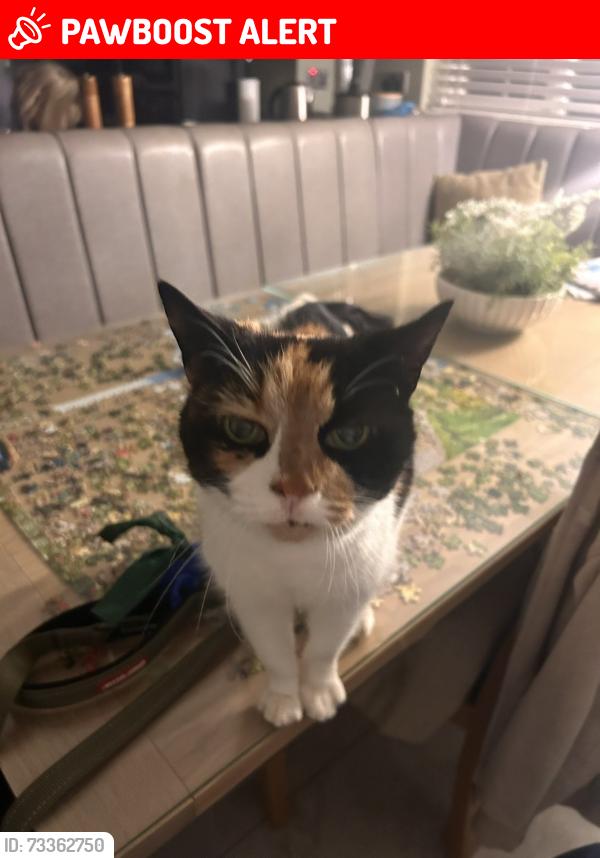 Lost Female Cat last seen Near Julian close, Suffolk, England CB9 0NN