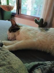 Reunited Male Cat last seen Audobon, Buffalo, NY 14228