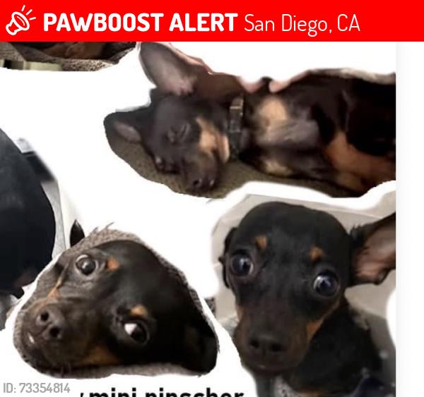 Lost Male Dog last seen Cottonwood Road San Ysidro by the 7 Eleven, San Diego, CA 92173