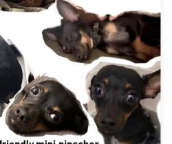Lost Male Dog last seen Cottonwood Road San Ysidro by the 7 Eleven, San Diego, CA 92173