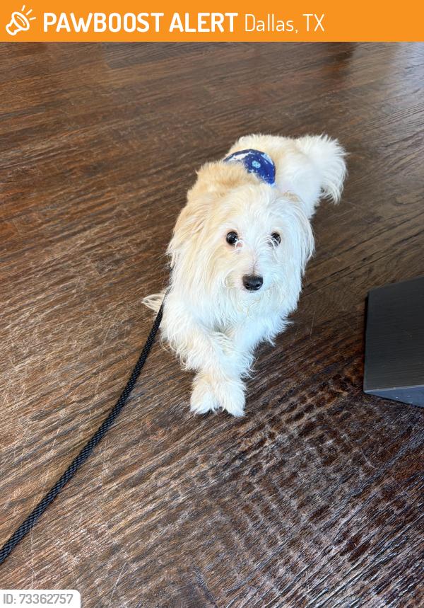 Found/Stray Unknown Dog last seen Campbell and Frankford, Dallas, TX 75252