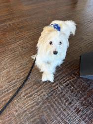 Found/Stray Unknown Dog last seen Campbell and Frankford, Dallas, TX 75252
