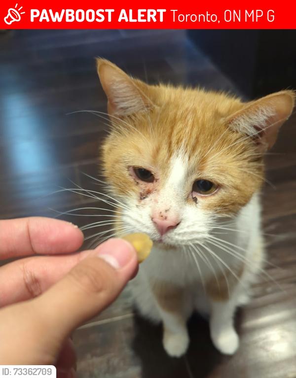 Lost Male Cat last seen Humberside Ave & Indian Road Crescent, Toronto, ON M6P 2G6