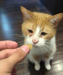 Lost Male Cat last seen Humberside Ave & Indian Road Crescent, Toronto, ON M6P 2G6