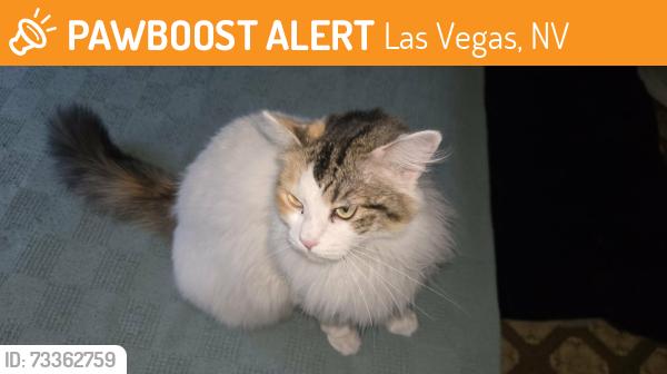 Found/Stray Unknown Cat last seen Pecos and Bonanza at Smiths parking lot, Las Vegas, NV 89101