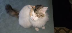 Found/Stray Unknown Cat last seen Pecos and Bonanza at Smiths parking lot, Las Vegas, NV 89101