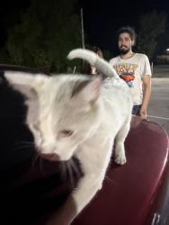 Lost Unknown Cat last seen summit esp, Tulsa, OK 74107