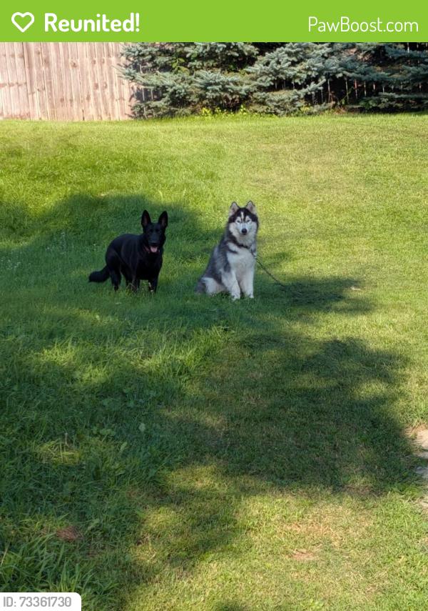 Reunited Male Dog last seen E military rd, Superior, WI 54880