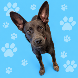 Shelter Stray Male Dog last seen , 2350 Appling City Cove, Memphis, TN 38133, USA