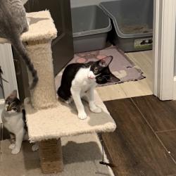 Shelter Stray Female Cat last seen , 8020 Washington St, Port Richey, FL 34668, USA