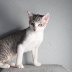 Shelter Stray Male Cat last seen , 8020 Washington St, Port Richey, FL 34668, USA
