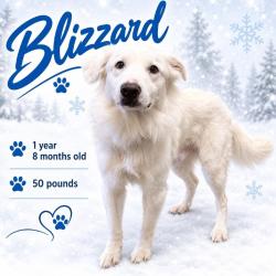 Shelter Stray Male Dog last seen , 2350 Appling City Cove, Memphis, TN 38133, USA