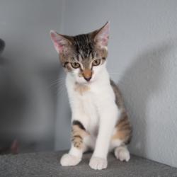 Shelter Stray Female Cat last seen , 8020 Washington St, Port Richey, FL 34668, USA