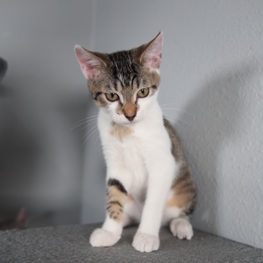 Shelter Stray Female Cat last seen , 8020 Washington St, Port Richey, FL 34668, USA
