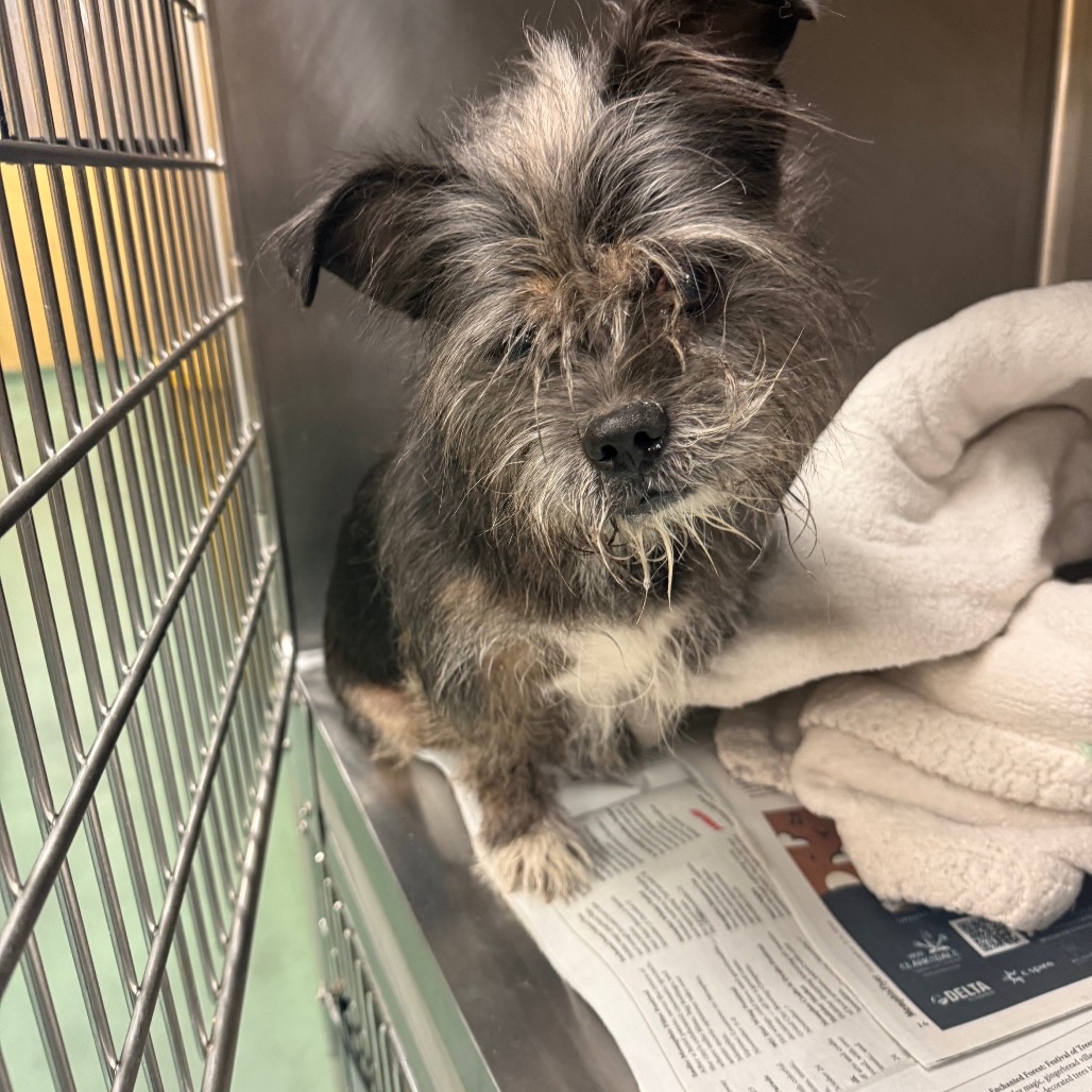 Shelter Stray Male Dog last seen , 2350 Appling City Cove, Memphis, TN 38133, USA