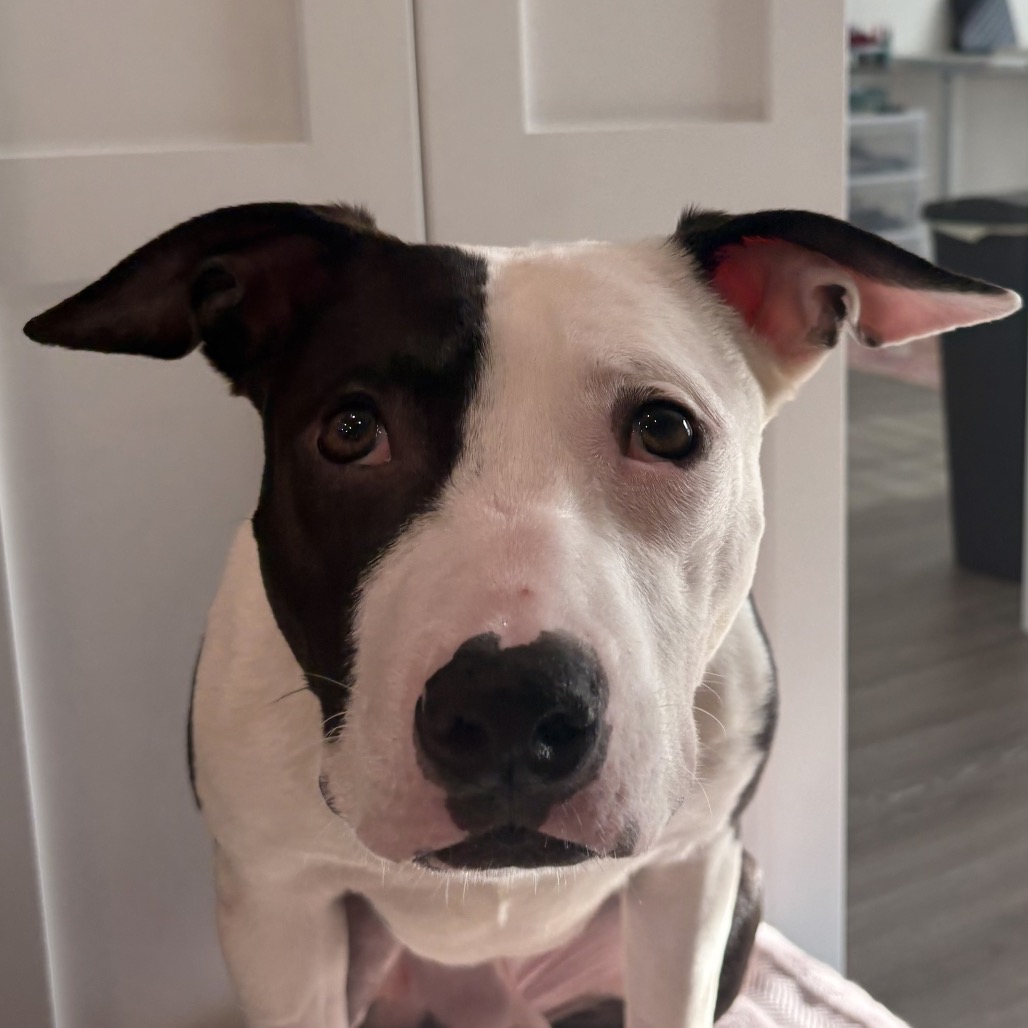 Shelter Stray Male Dog last seen , 8020 Washington St, Port Richey, FL 34668, USA