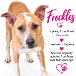 Shelter Stray Female Dog last seen , 2350 Appling City Cove, Memphis, TN 38133, USA