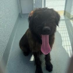 Shelter Stray Unknown Dog last seen , 12910 Yukon Ave, Hawthorne, CA 90250, USA