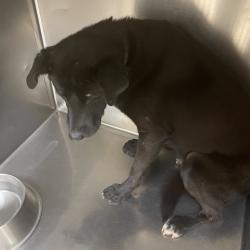 Shelter Stray Male Dog last seen , 5570 Sturmer Park Cir, Winston-Salem, NC 27105, USA