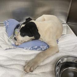 Shelter Stray Female Dog last seen , 5570 Sturmer Park Cir, Winston-Salem, NC 27105, USA