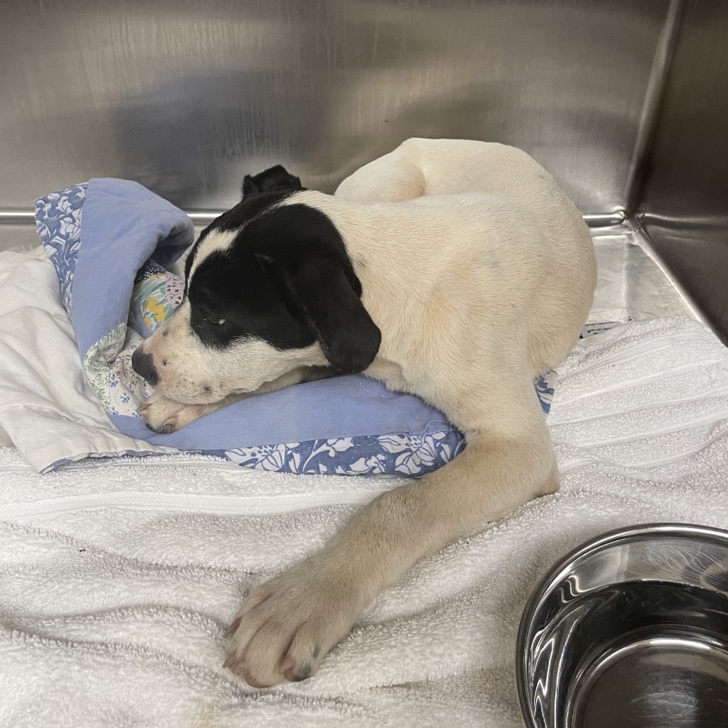 Shelter Stray Female Dog last seen , 5570 Sturmer Park Cir, Winston-Salem, NC 27105, USA